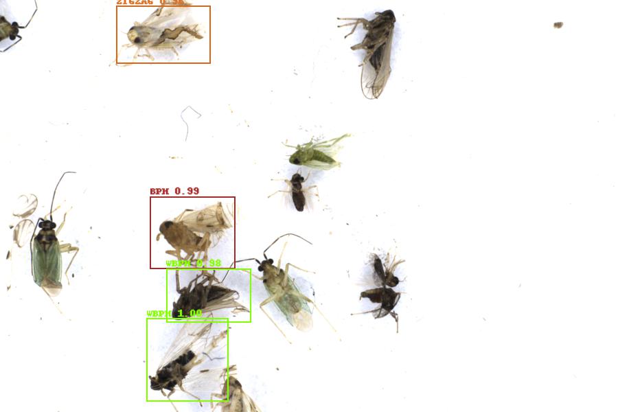 Image 4